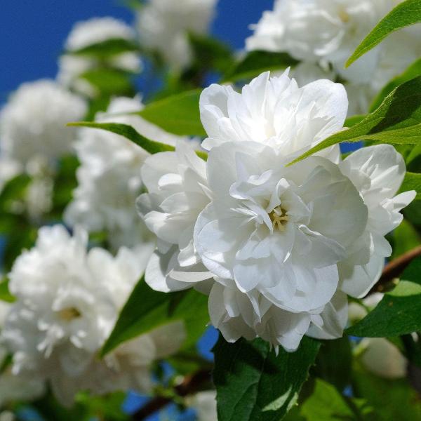 AcquaGarden Outdoor Plants Philadelphus Mock Orange 'Schneesturm'