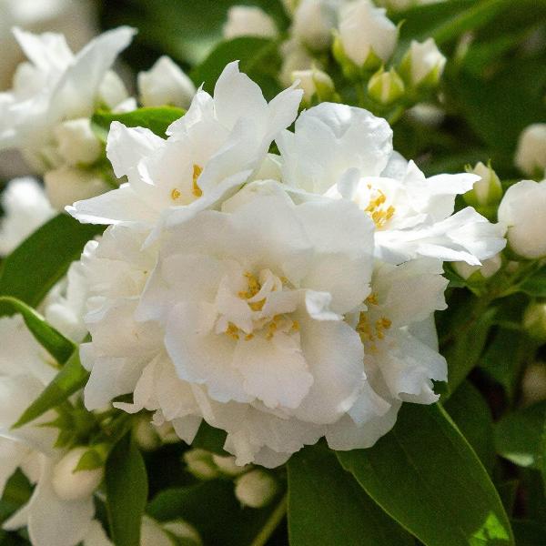 AcquaGarden Outdoor Plants Philadelphus Mock Orange 'Schneesturm'