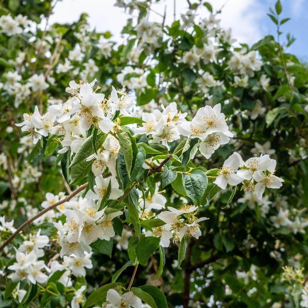 AcquaGarden Outdoor Plants Philadelphus Mock Orange 'Silberregen'