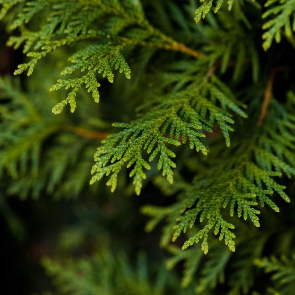 AcquaGarden Outdoor Plants Pine Tree 'Picea Glauca'