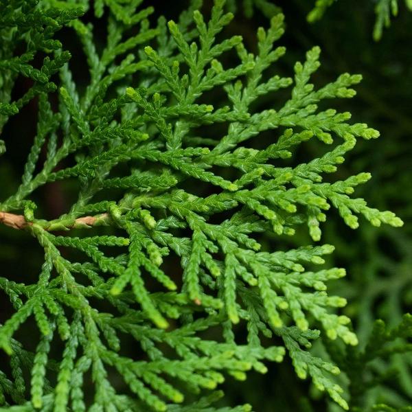 AcquaGarden Outdoor Plants Pine Tree 'Picea Glauca'