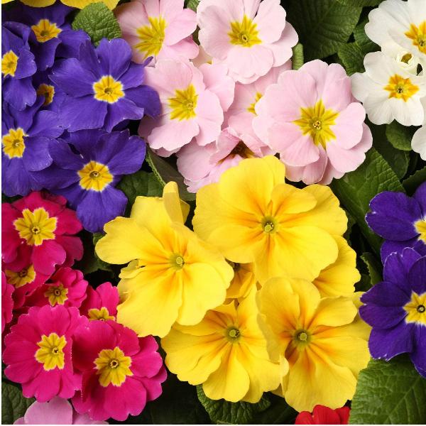 AcquaGarden Outdoor Plants Polyanthus 'Stella Mix'