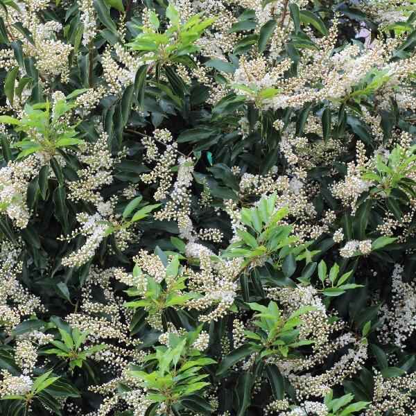 AcquaGarden Outdoor Plants Portuguese Laurel ‘Prunus Angustifolia’ Cherry