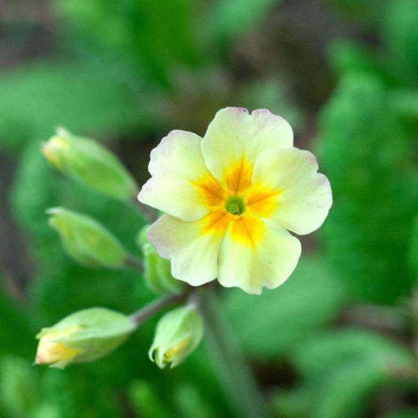 AcquaGarden Outdoor Plants Primula 'Clotted Cream'