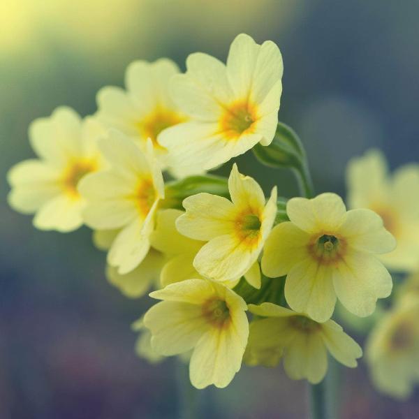 AcquaGarden Outdoor Plants Primula 'Clotted Cream'