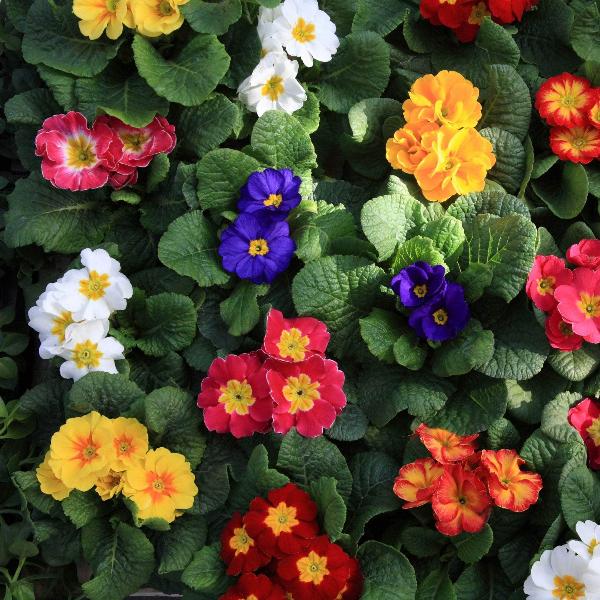 AcquaGarden Outdoor Plants Primula 'Husky Mix'