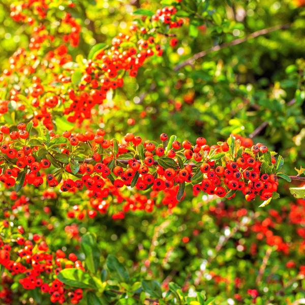 AcquaGarden Outdoor Plants Pyracantha 'Red Column' Firethorn