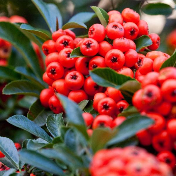 AcquaGarden Outdoor Plants Pyracantha 'Red Column' Firethorn