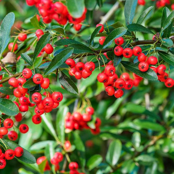 AcquaGarden Outdoor Plants Pyracantha 'Red Column' Firethorn