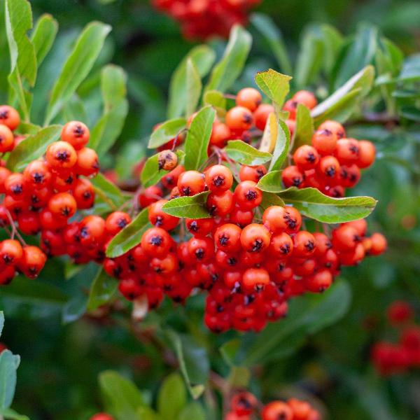 AcquaGarden Outdoor Plants Pyracantha 'Red Column' Firethorn