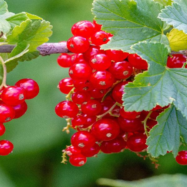 AcquaGarden Outdoor Plants Redcurrant 'Redlake'