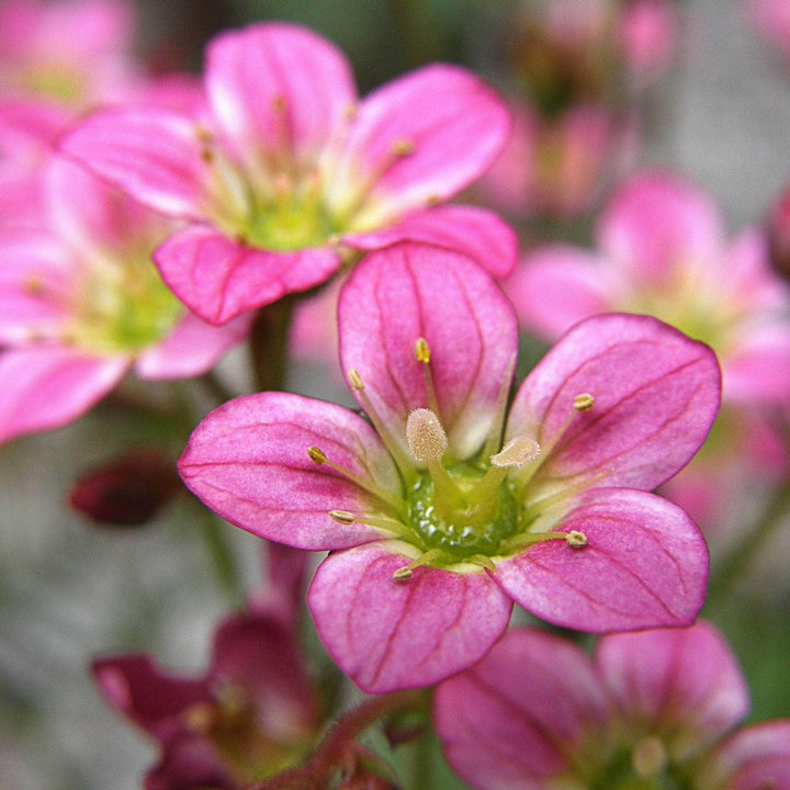 AcquaGarden Outdoor Plants Saxifraga 'Ice Colours Appleblossom'