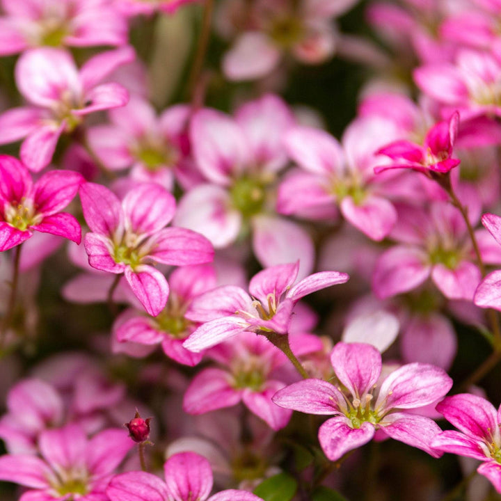 AcquaGarden Outdoor Plants Saxifraga 'Ice Colours Appleblossom'