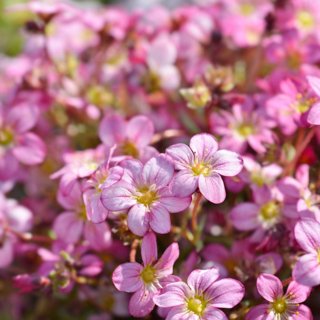 AcquaGarden Outdoor Plants Saxifraga 'Ice Colours Appleblossom'
