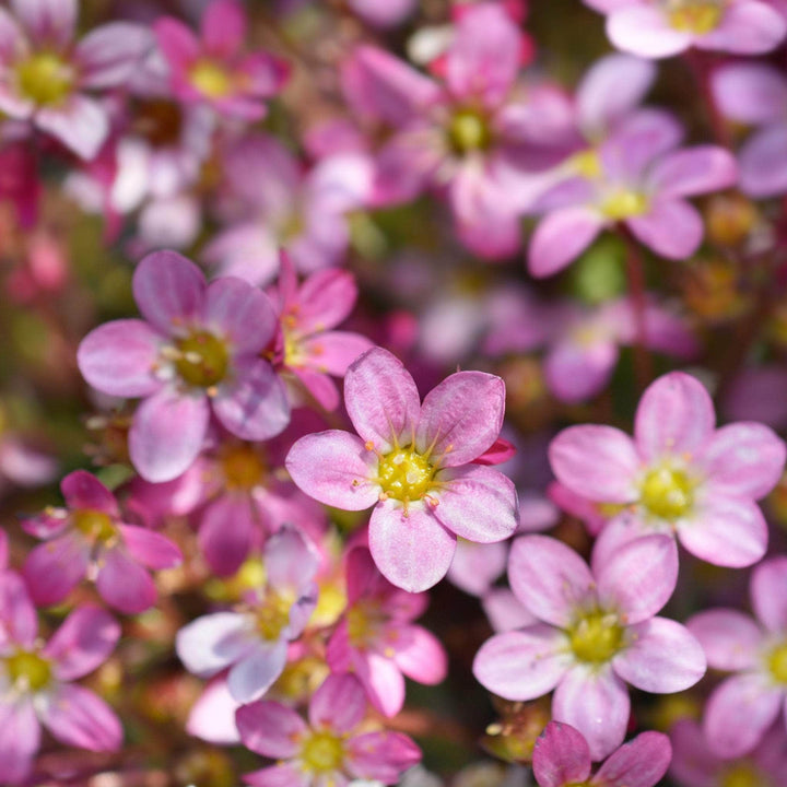 AcquaGarden Outdoor Plants Saxifraga 'Ice Colours Appleblossom'