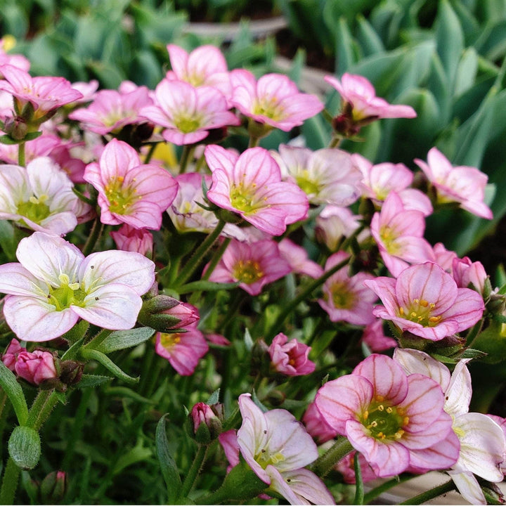 AcquaGarden Outdoor Plants Saxifraga 'Ice Colours Appleblossom'
