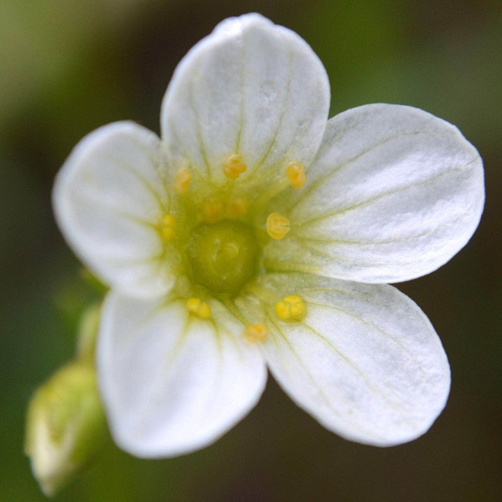 AcquaGarden Outdoor Plants Saxifraga 'White Carpet'