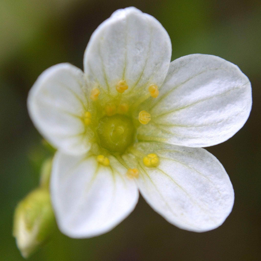 AcquaGarden Outdoor Plants Saxifraga 'White Carpet'