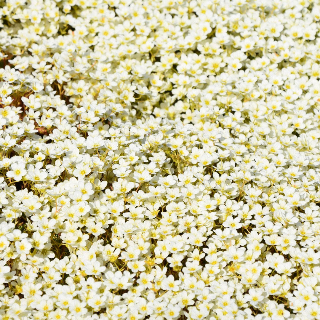 AcquaGarden Outdoor Plants Saxifraga 'White Carpet'