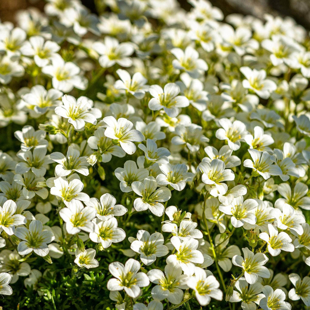 AcquaGarden Outdoor Plants Saxifraga 'White Carpet'