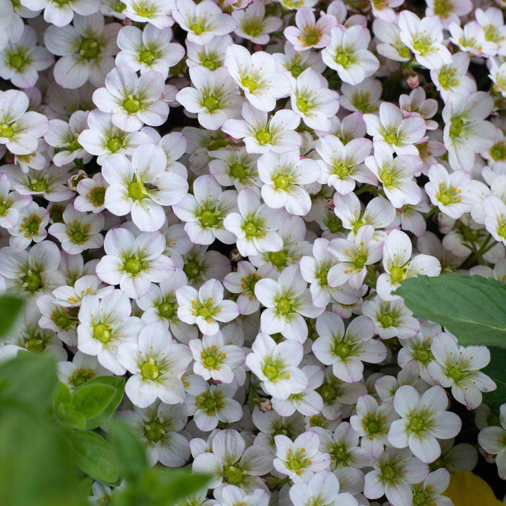 AcquaGarden Outdoor Plants Saxifraga 'White Carpet'