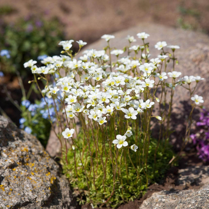 AcquaGarden Outdoor Plants Saxifraga 'White Carpet'