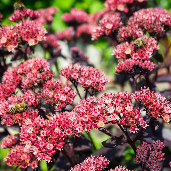 AcquaGarden Outdoor Plants Sedum 'Dark Red'  