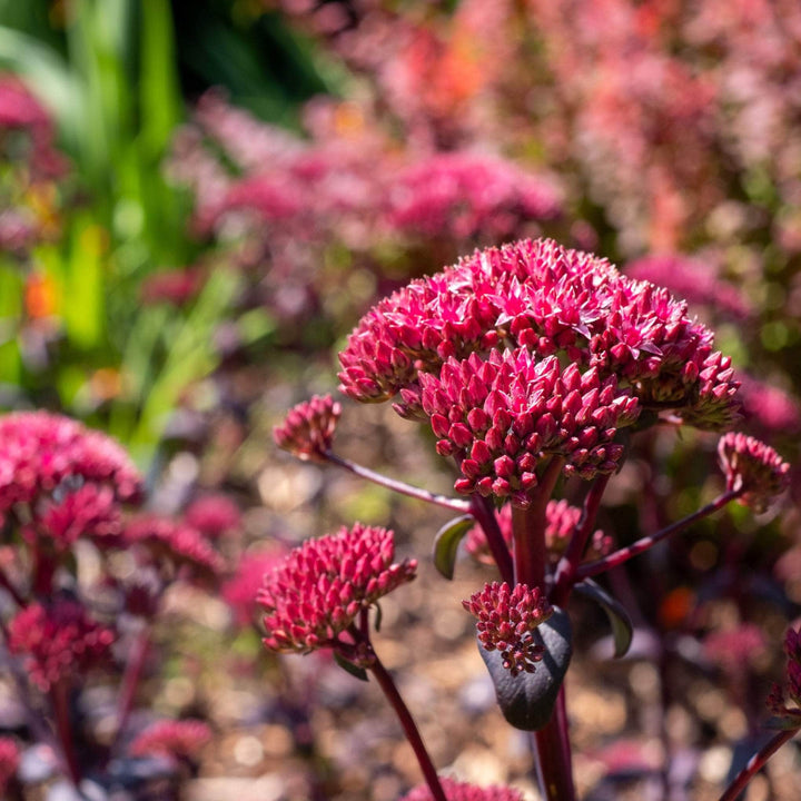 AcquaGarden Outdoor Plants Sedum 'Dark Red'  