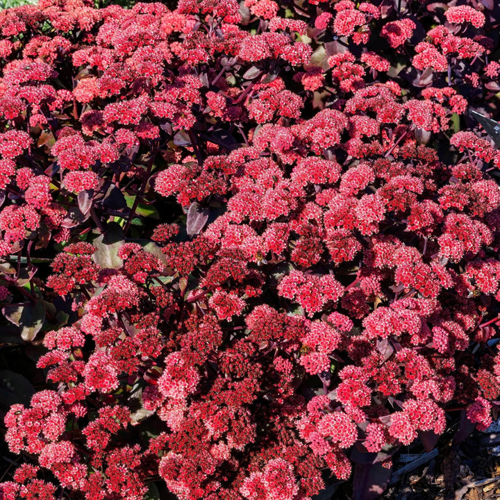 AcquaGarden Outdoor Plants Sedum 'Dark Red'  