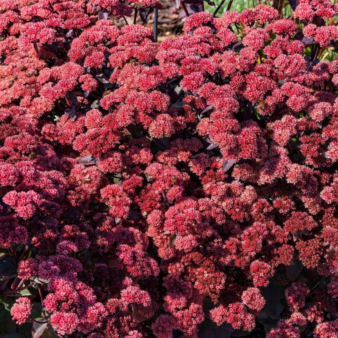 AcquaGarden Outdoor Plants Sedum 'Dark Red'  