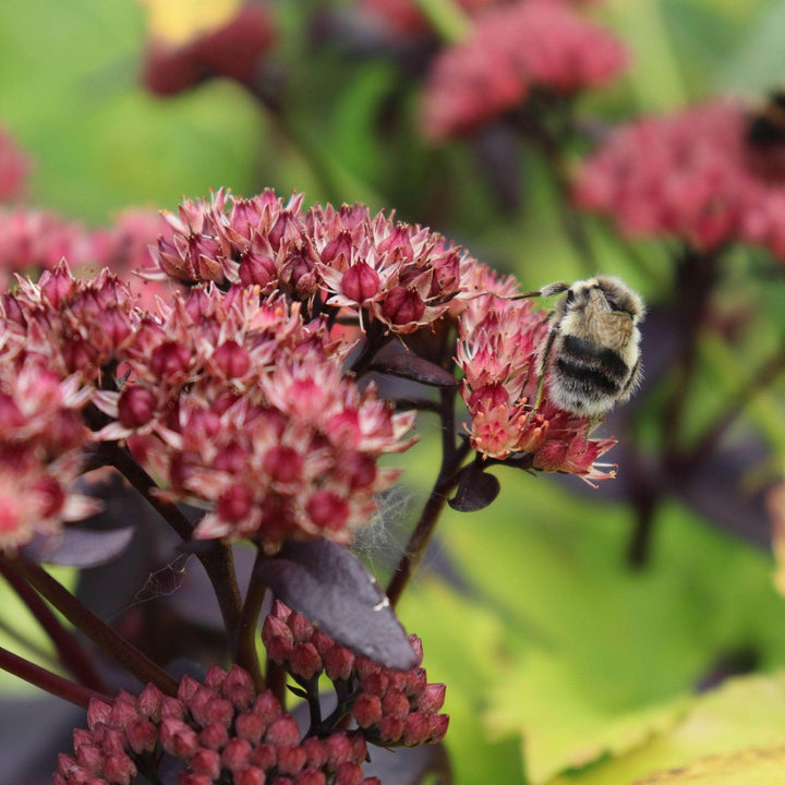 AcquaGarden Outdoor Plants Sedum 'Munstead Red' 