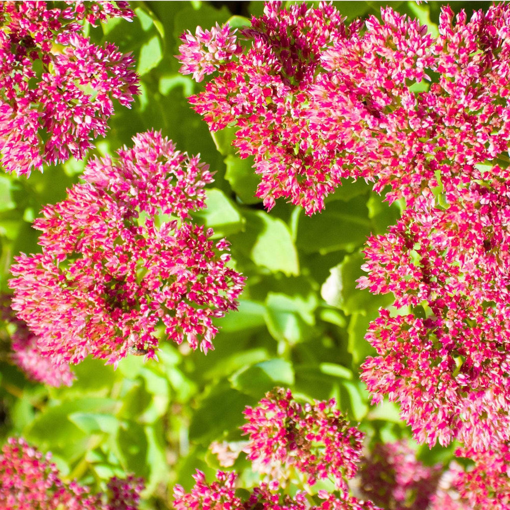 AcquaGarden Outdoor Plants Sedum 'Munstead Red' 