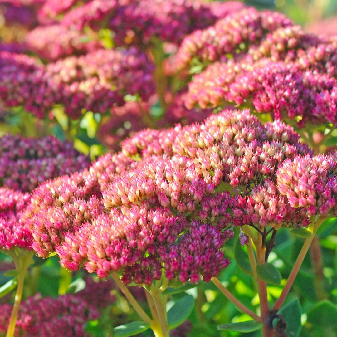 AcquaGarden Outdoor Plants Sedum 'Munstead Red' 