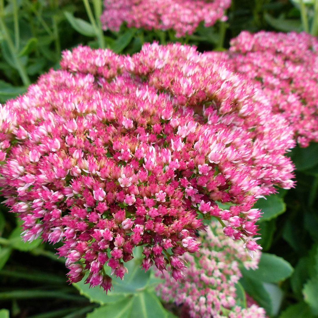 AcquaGarden Outdoor Plants Sedum 'Munstead Red' 