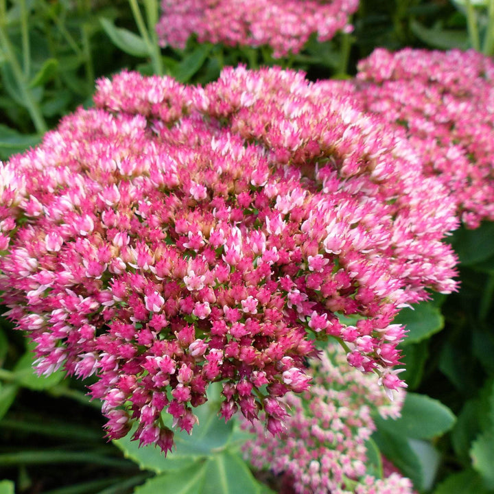 AcquaGarden Outdoor Plants Sedum 'Munstead Red' 