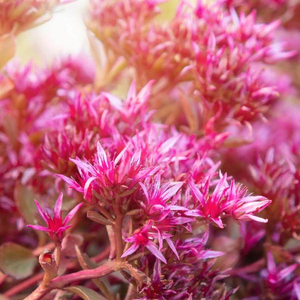 AcquaGarden Outdoor Plants Sedum 'Spot on Deep Pink'