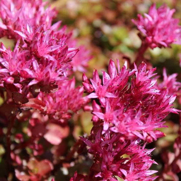 AcquaGarden Outdoor Plants Sedum 'Spot on Deep Pink'