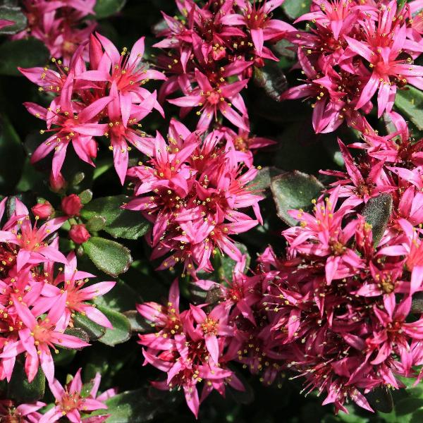 AcquaGarden Outdoor Plants Sedum 'Spot on Red'