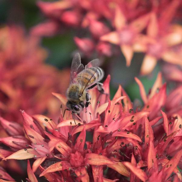 AcquaGarden Outdoor Plants Sedum 'Spot on Red'