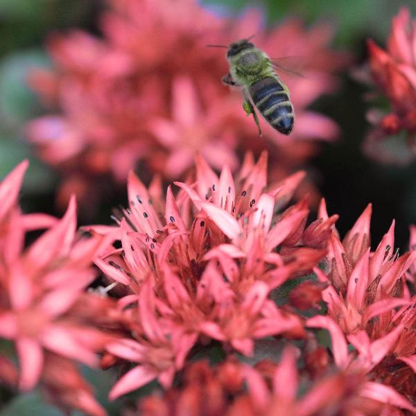 AcquaGarden Outdoor Plants Sedum 'Spot on Red'