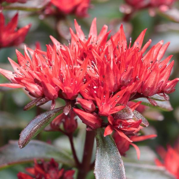 AcquaGarden Outdoor Plants Sedum 'Spot on Red'
