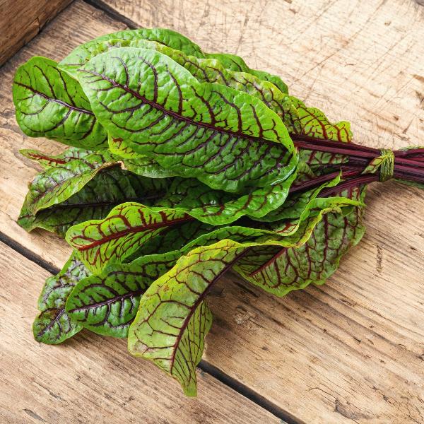 AcquaGarden Outdoor Plants Sorrel 'Red Veined'