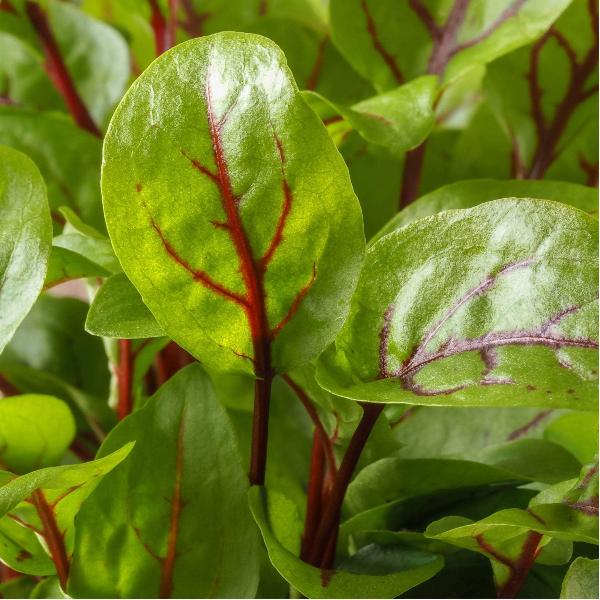 AcquaGarden Outdoor Plants Sorrel 'Red Veined'