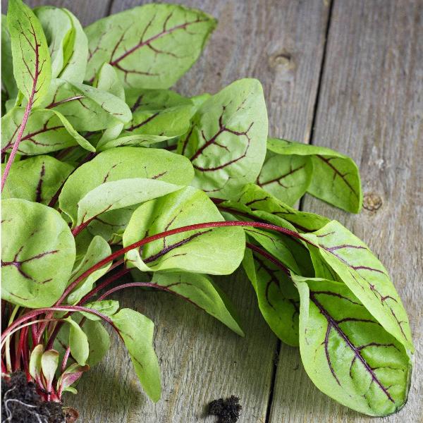 AcquaGarden Outdoor Plants Sorrel 'Red Veined'