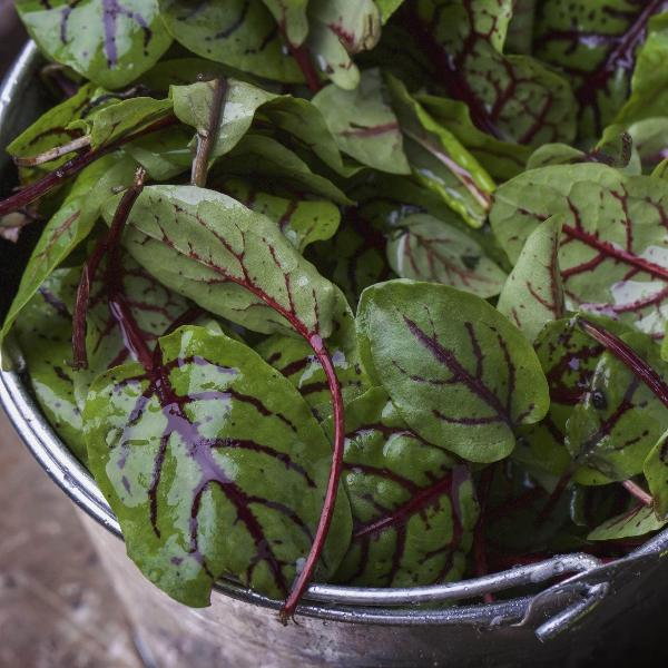 AcquaGarden Outdoor Plants Sorrel 'Red Veined'