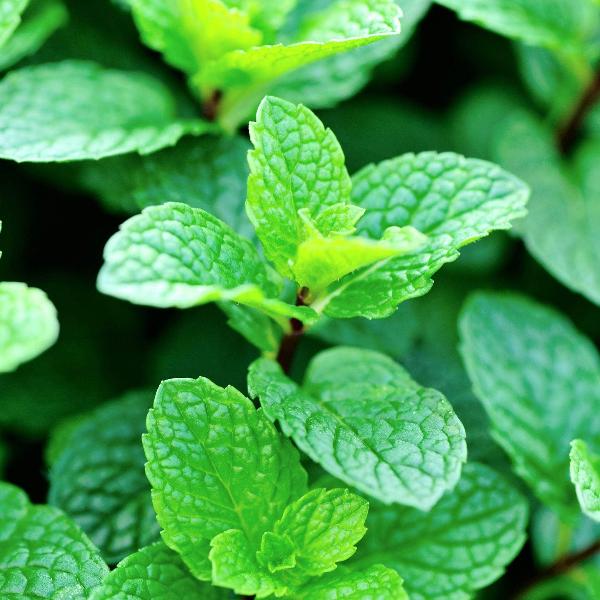 AcquaGarden Outdoor Plants Spearmint