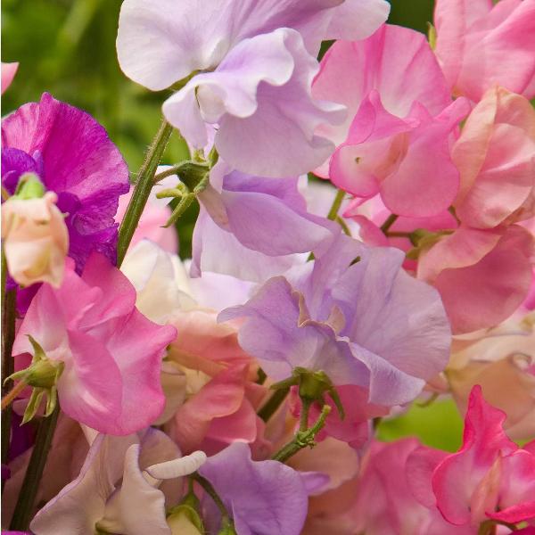 AcquaGarden Outdoor Plants Sweet Pea 'Giant Cut Flower Mix'