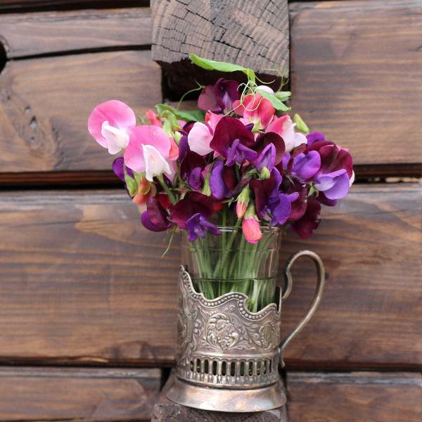 AcquaGarden Outdoor Plants Sweet Pea 'Patio Mix'