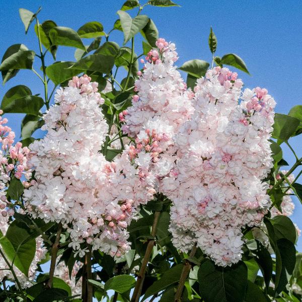 AcquaGarden Outdoor Plants Syringa 'Beauty of Moscow'