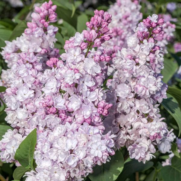 AcquaGarden Outdoor Plants Syringa 'Beauty of Moscow'